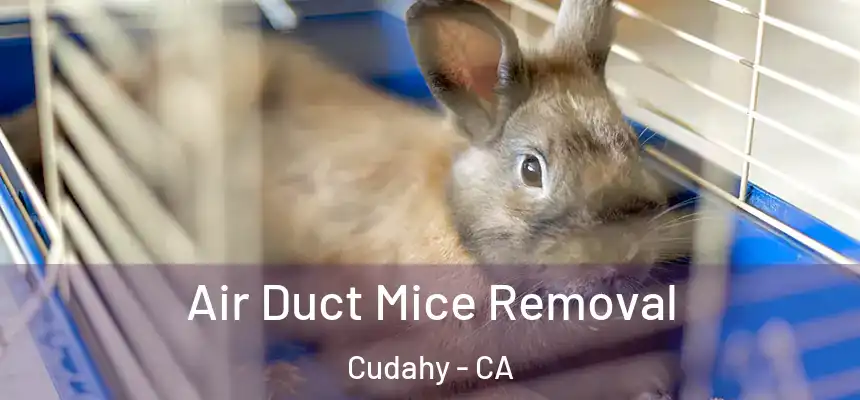  Air Duct Mice Removal Cudahy - CA